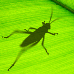 Grasshopper数据结构